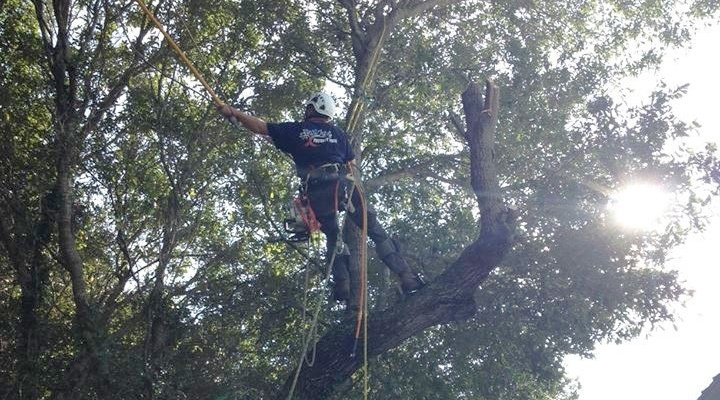Tree Trimming in Hampstead, North Carolina